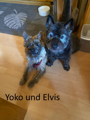 yoko und elvis
